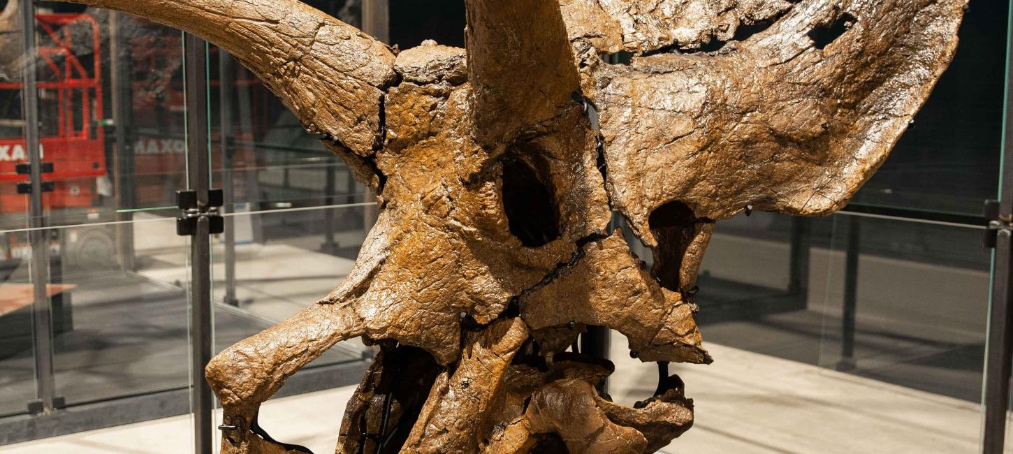 Ein Bild von einem Kranium von einem Triceratops Dinosaurier