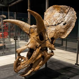 Ein Bild von einem Kranium von einem Triceratops Dinosaurier