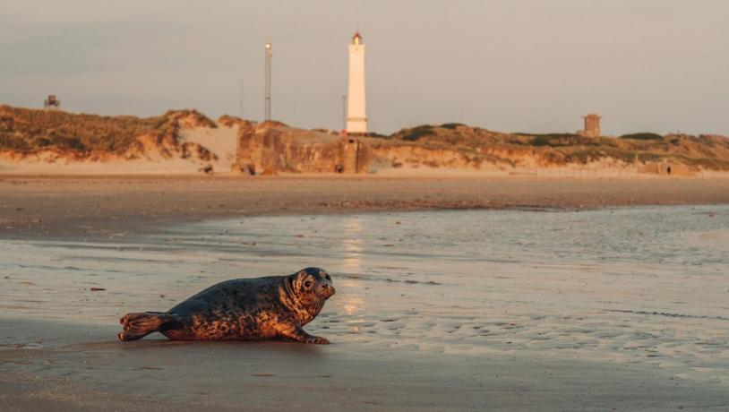 Robbe am Strand an der Süddänischen Nordsee mit dem Blåvandshuk Fyr im Hintergrund