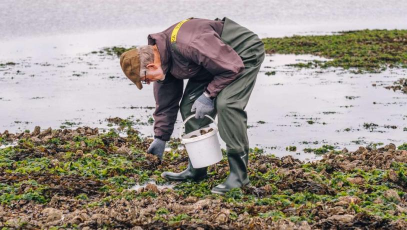 Austernernte im Nationalpark Wattenmeer an der Süddänischen Nordsee