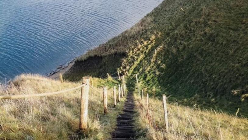 Bild von einer Trappe in der Natur beim Limfjord