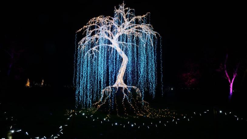 Bild von einem leuchtenden Baum, der ein Teil des Lichtfestivals Lumagica ist