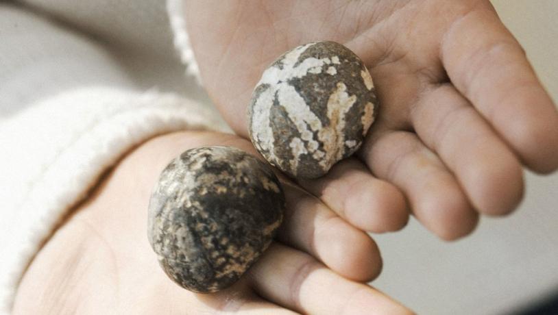 Auf dem Bild sind zwei Fossilien zu sehen