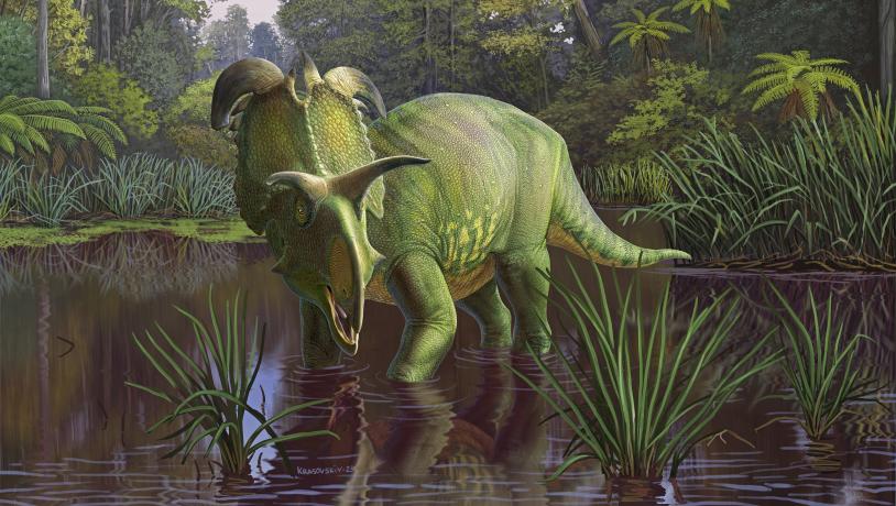 Reconstruction of Lokiceratops in the 78-million-year-old swamps of northern Montana, USA.