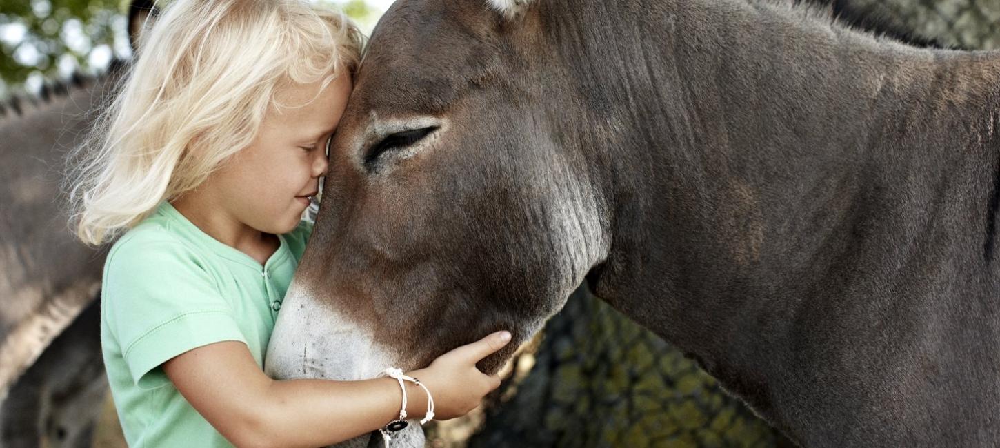 Child with donkey at Knuthenborg Safaripark, Lolland-Falster