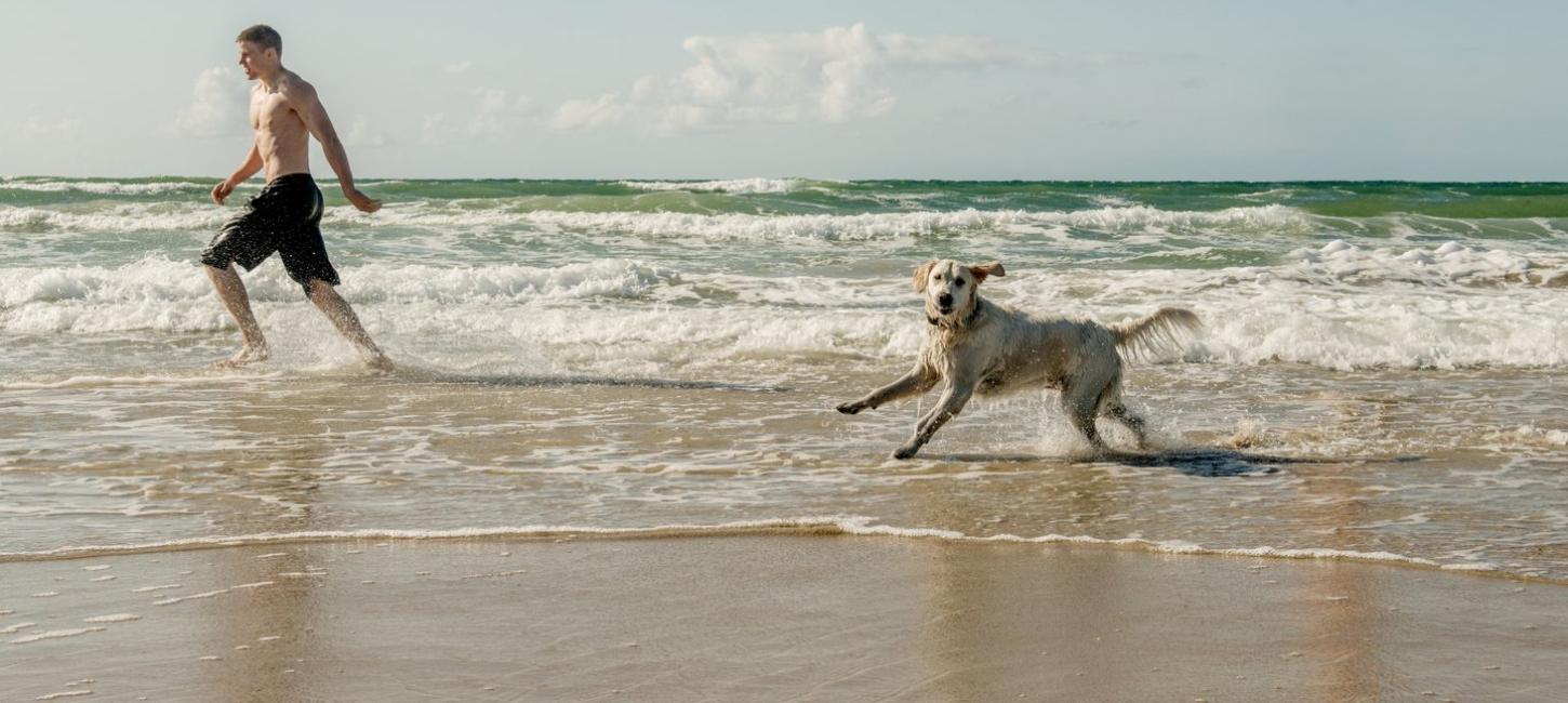 Hund am Strand von Løkken in Nordjütland, Dänemark