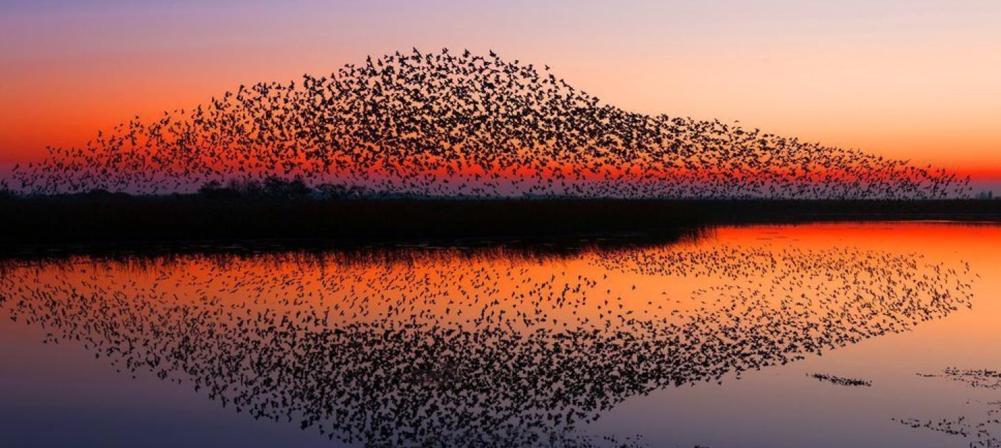 Naturspektakel Schwarze Sonne im Nationalpark Wattenmeer an der Süddänischen Nordsee