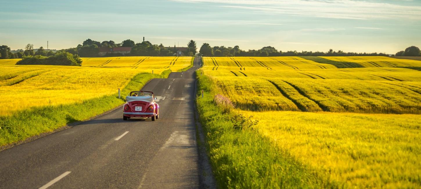 Yellow rapeseed fields close to Aarhus in Denmark