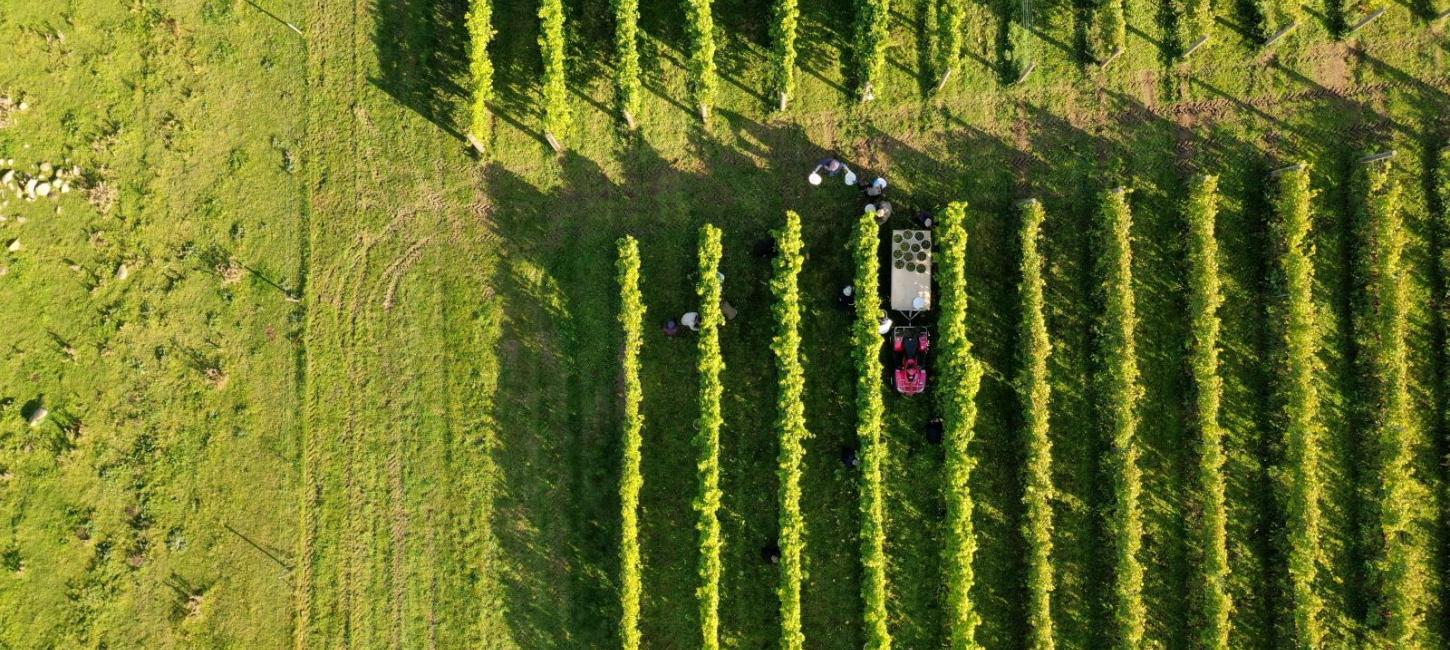 Weinreben in Westseeland an der Dänischen Ostsee