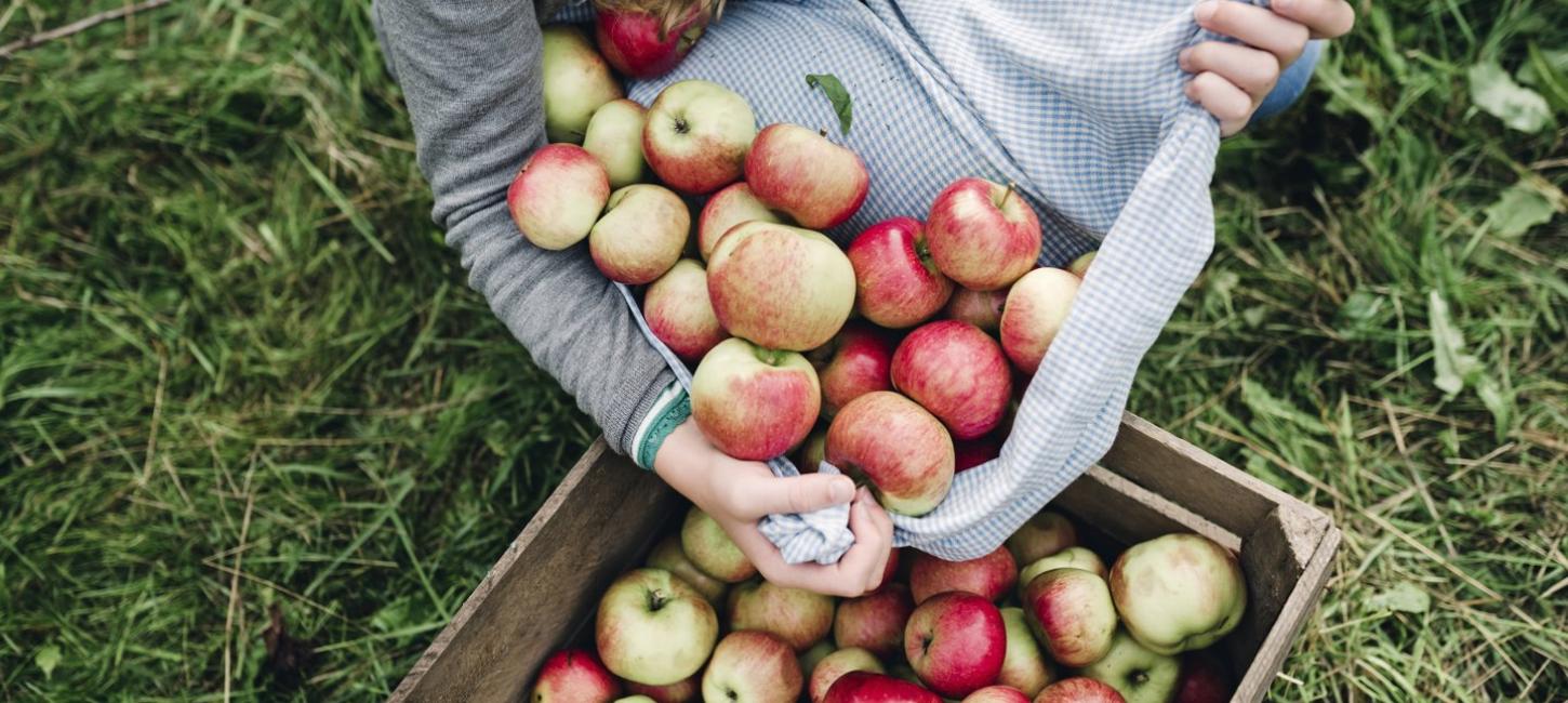 Apple picking in Denmark