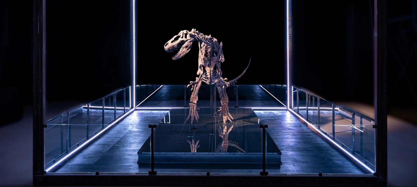 Bild vom Dinosaurier-Skelett im neuen Evolutionsmuseum