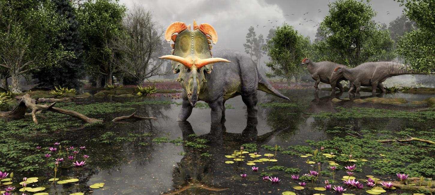 Reconstruction of Lokiceratops in the 78-million-year-old swamps of northern Montana, USA as two Probrachylophosaurus move past in the background.