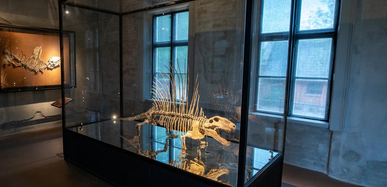 Bild vom Skelett im neuen Evolutionsmuseum
