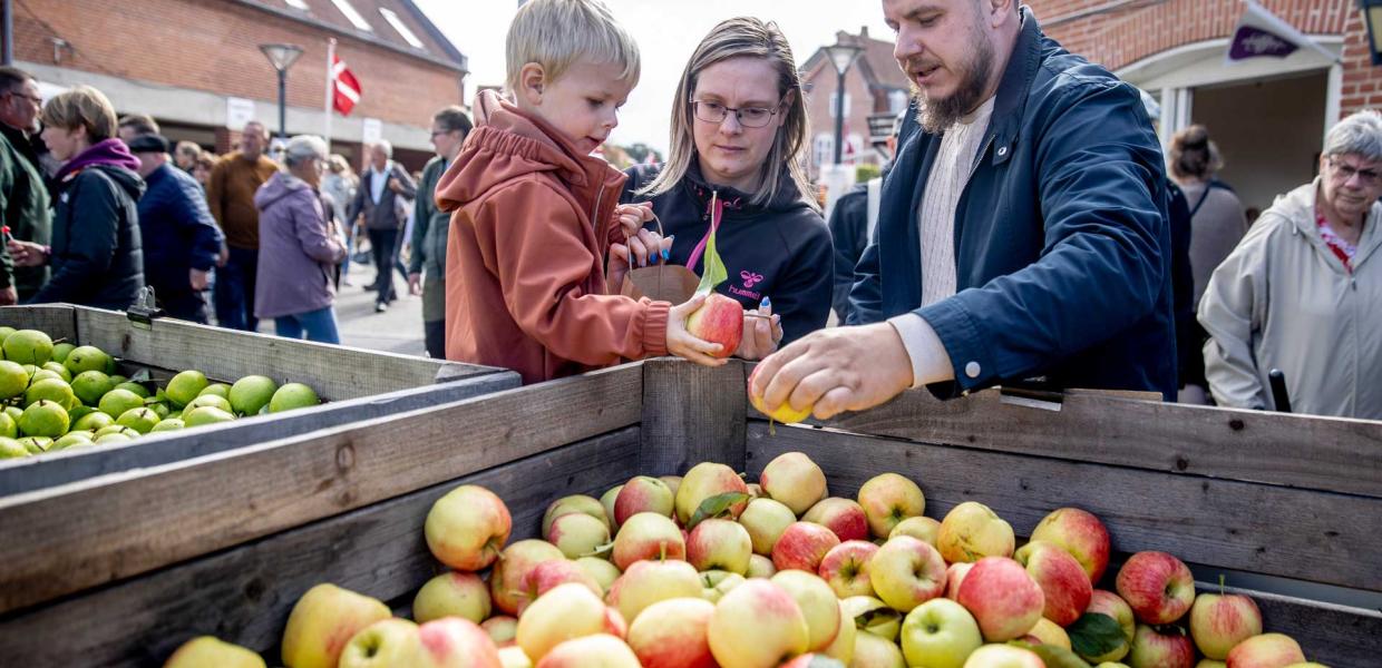 Eine kleine Familie, bestehend aus Mutter, Vater und Kind, sucht und sortiert Äpfel für das Lolland-Obstfest.