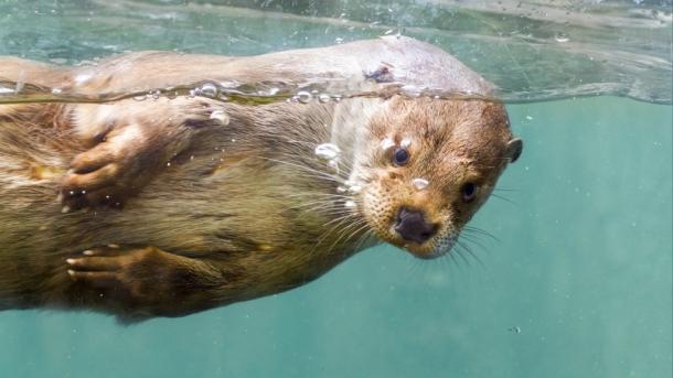 Otter in AQUA Aquarium and Wildlife Zoo in Silkeborg, Denmark