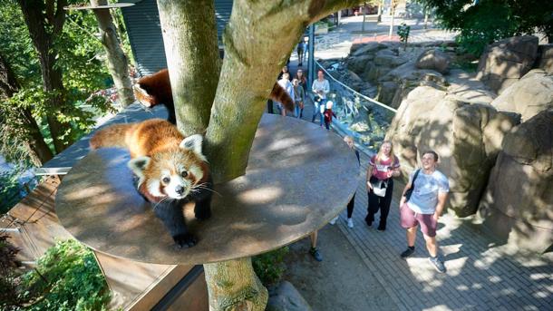 Een wasbeer in Odense Zoo