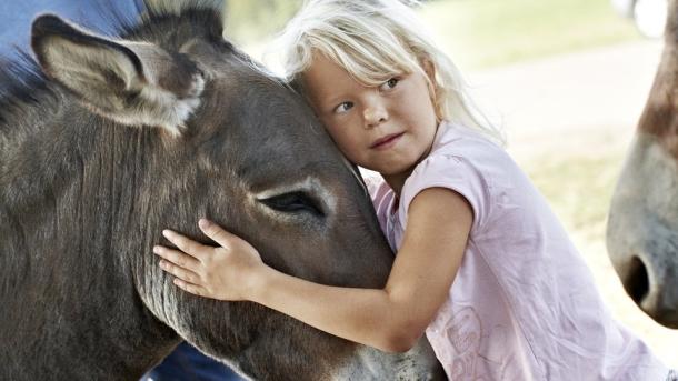 Child with donkey at Knuthenborg Safaripark, Lolland-Falster