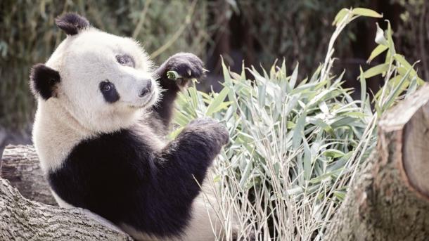 Missa inte pandorna som har flyttat in på Köpenhamns Zoo