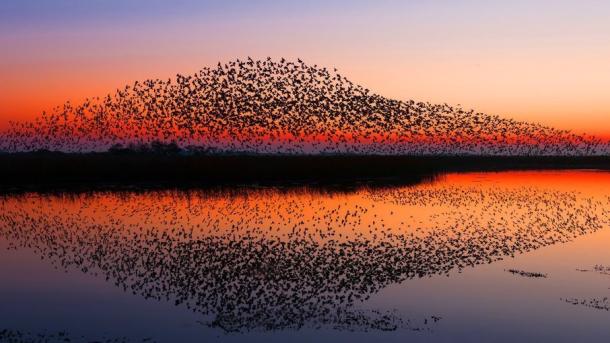 Naturspektakel Schwarze Sonne im Nationalpark Wattenmeer an der Süddänischen Nordsee