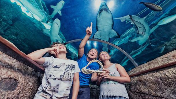 Swim with sharks in Kattegatcentret