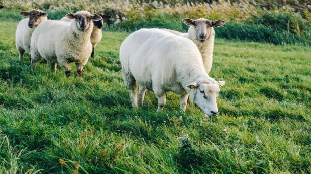 Schafe in der Tøndermarsch