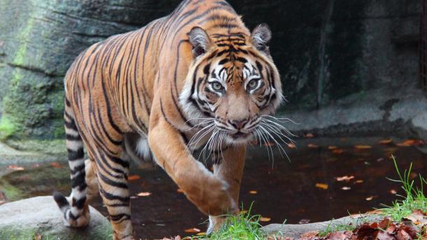 Tiger in Aalborg Zoo, Aalborg