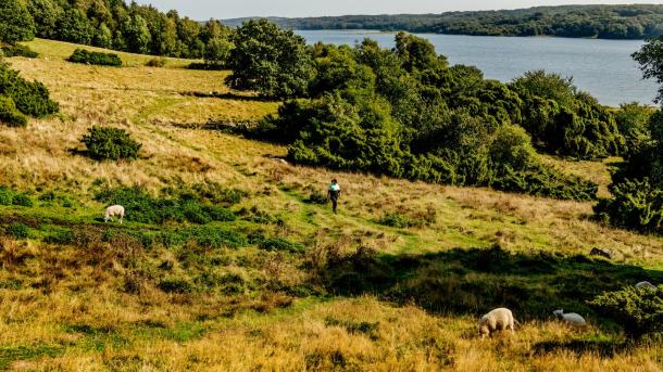 Frau wandert auf der Panoramarute Mariager Fjord, Dänemark