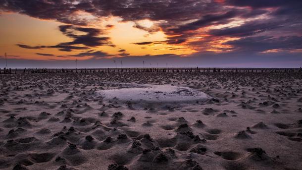 Nature in national park Wadden Sea, Denmark