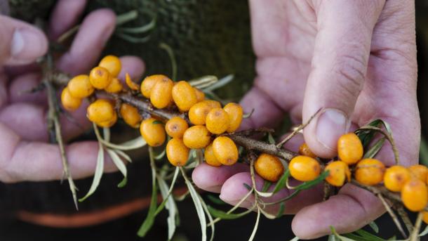 Foraging sea buckthorn in Denmark