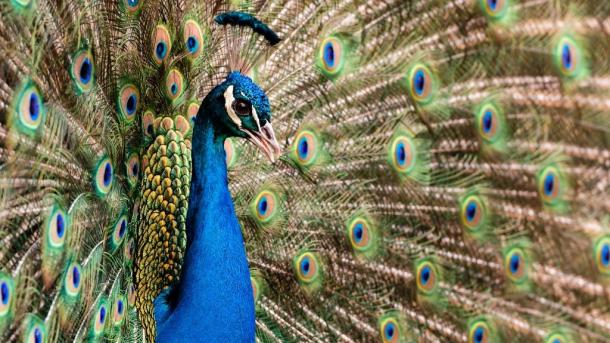 Peacock in Guldborgsund Zoo and Botanical Garden in Lolland-Falster, Denmark