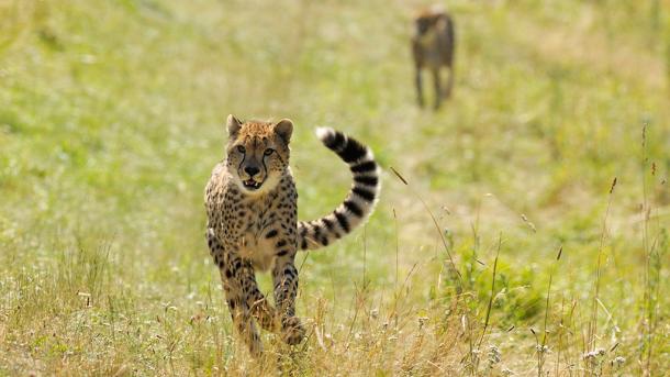 Gepard in Ree Park Safari, Denmark