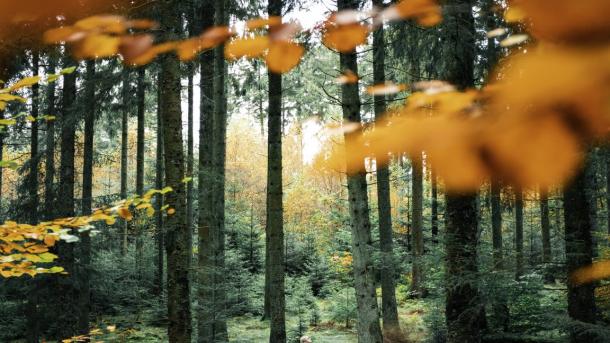 Maak de mooiste Denemarken wandelingen in Rold Skov, Rebild Bakker