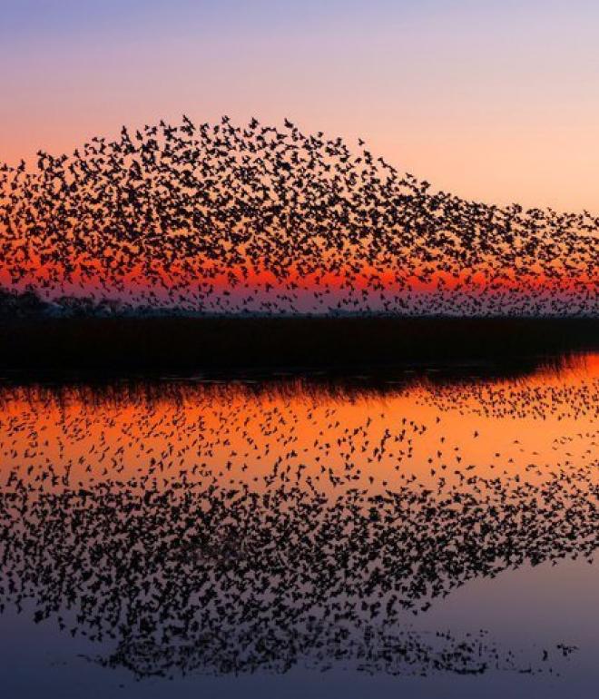 Naturspektakel Schwarze Sonne im Nationalpark Wattenmeer an der Süddänischen Nordsee