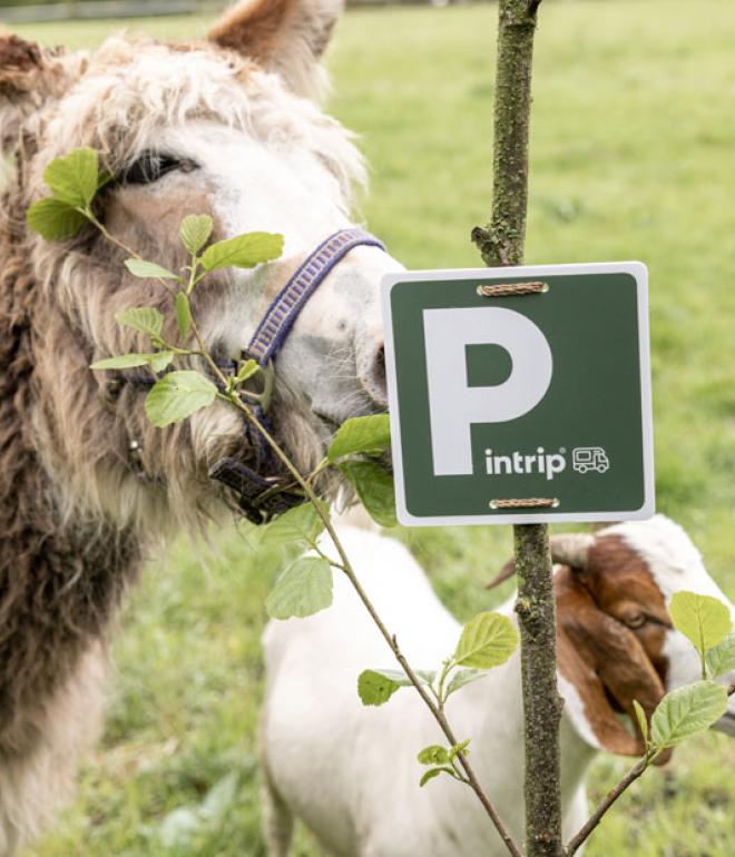 Ein bild von einem Esel und einer Ziege hinter einem Pintrip Platz Schild