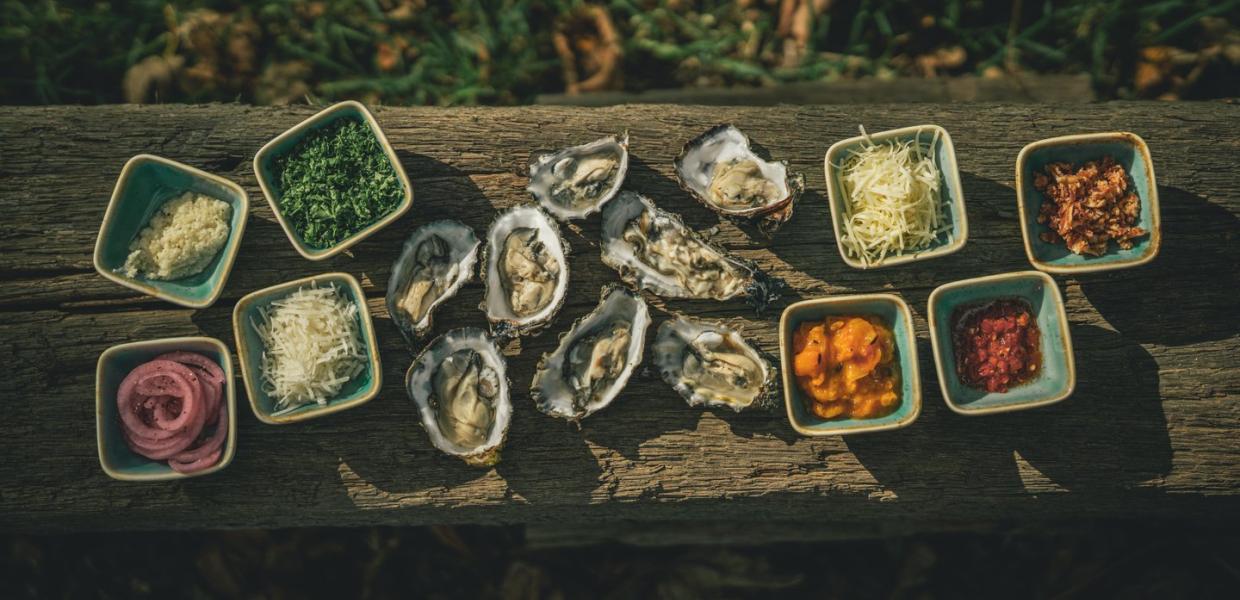 Oyster plate at Vadehavscentret, Wadden Sea 