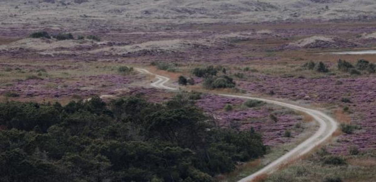 Dunes in Nordjylland