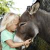 Child with donkey at Knuthenborg Safaripark, Lolland-Falster