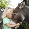 Child with donkey at Knuthenborg Safaripark, Lolland-Falster