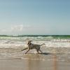 Hund am Strand von Løkken in Nordjütland, Dänemark