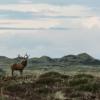 Lodbjerg Hede in Thy National Park, North Jutland