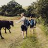 Horses during a hiking tour in Lejre, Denmark