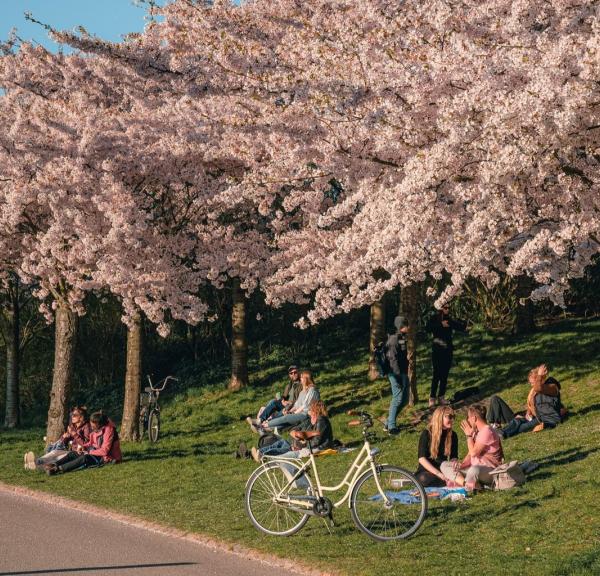 Kastellet mit Kirschblüten im Frühling