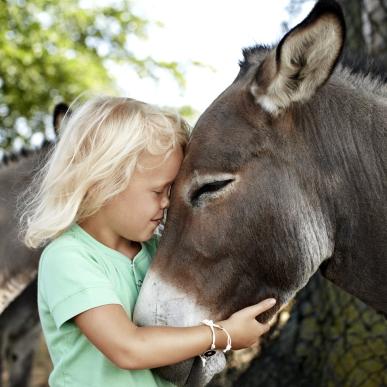 Child with donkey at Knuthenborg Safaripark, Lolland-Falster