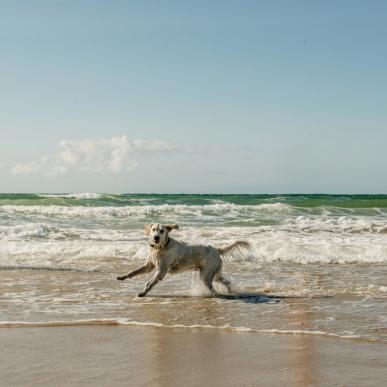 Hund am Strand von Løkken in Nordjütland, Dänemark
