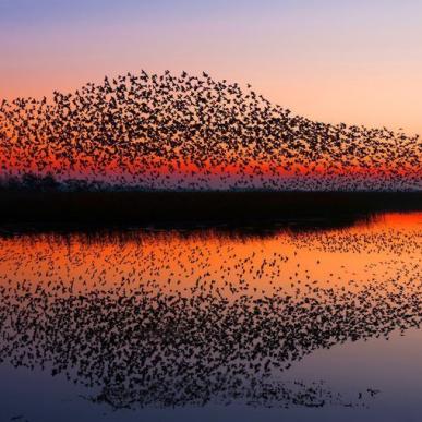 Naturspektakel Schwarze Sonne im Nationalpark Wattenmeer an der Süddänischen Nordsee