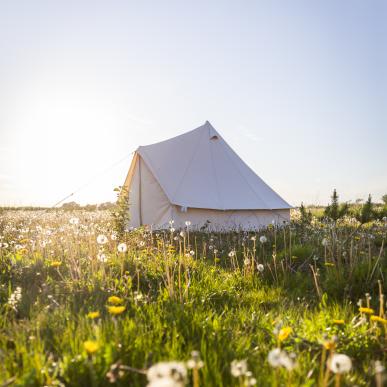 Camp in field Holmely