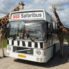 Safaribus in GivskudZoo