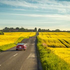 Yellow rapeseed fields close to Aarhus in Denmark