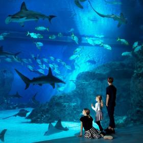 Sharks in Den Blå Planet, the National Aquarium of Denmark