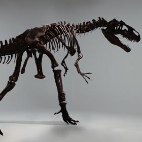 Bild von dem Allosaurus-Skelett Big Joe